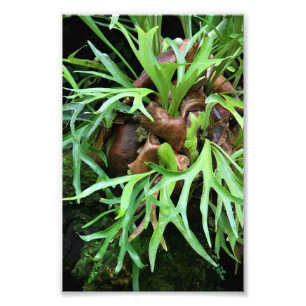Impression Photo Staghorn Fern Imprimer