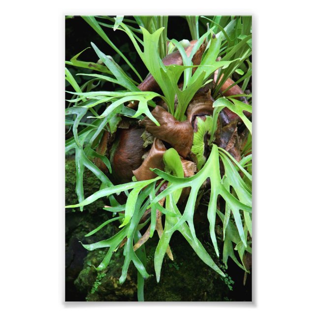 Impression Photo Staghorn Fern Imprimer (Devant)