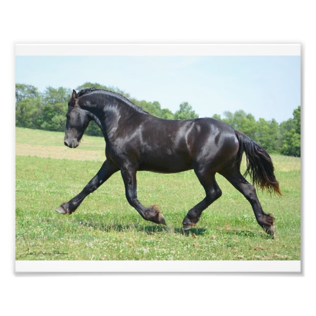 Impression Photo Stallion de la liberté (Devant)