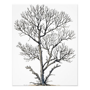 Impression Photo Stark Beauty : Arbre Noir et Blanc Art Mur