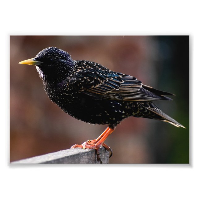 Impression Photo Starling européen (Devant)