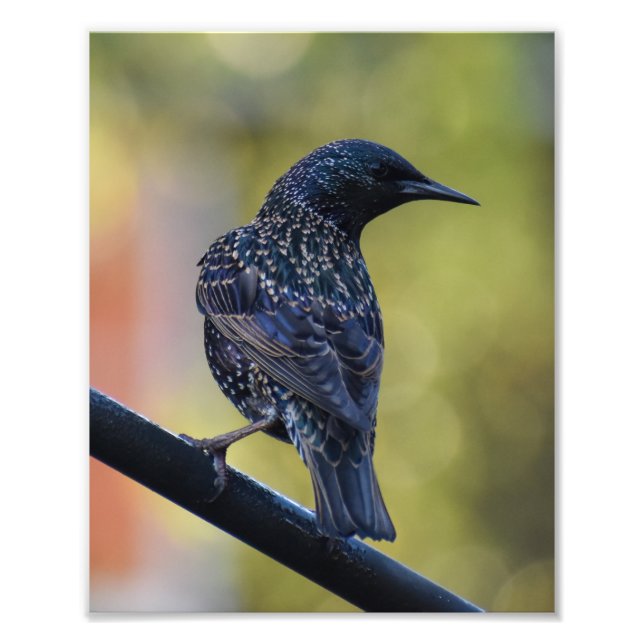 Impression Photo Starling européen (Devant)