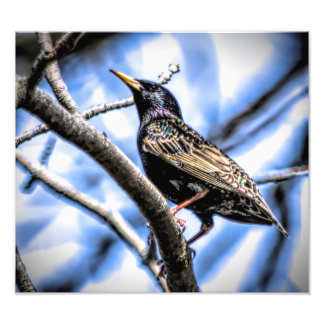Impression Photo Starling européen coloré