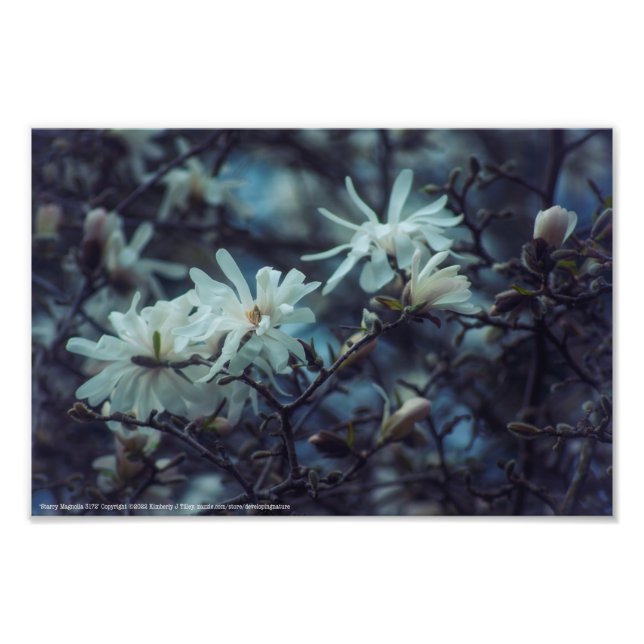 Impression Photo Starry Magnolia (Devant)