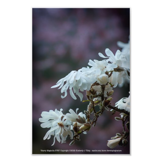 Impression Photo Starry Magnolia (Devant)