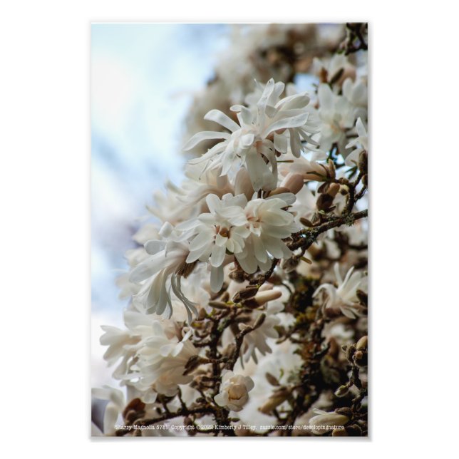 Impression Photo Starry Magnolia 5781 (Devant)