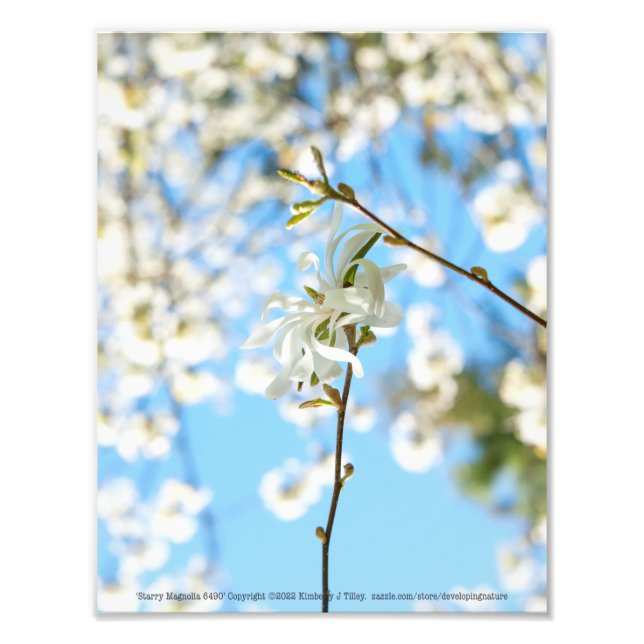 Impression Photo Starry Magnolia 6490 (Devant)