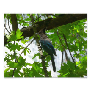 Impression Photo Steller's Jay dans le parc national de Yosemite
