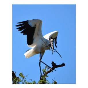 Impression Photo Stork de bois dans la nature