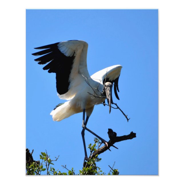 Impression Photo Stork de bois dans la nature (Devant)