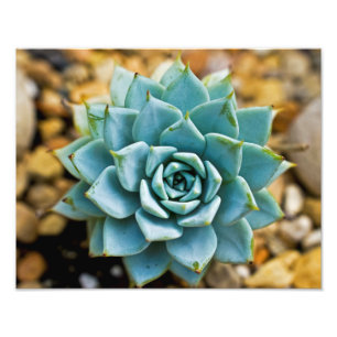 Impression Photo Succulent