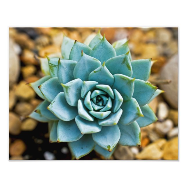 Impression Photo Succulent (Devant)