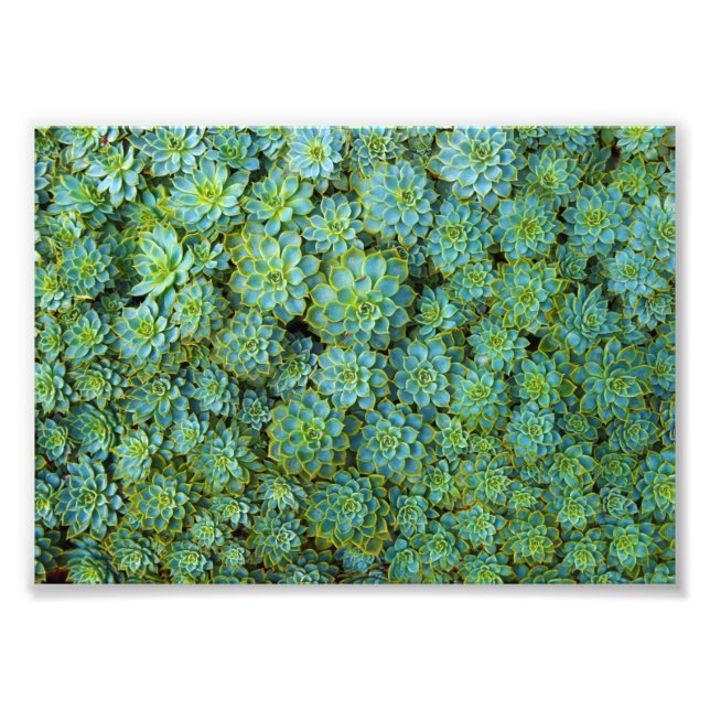 Impression Photo Succulents - plante Echeveria (Devant)