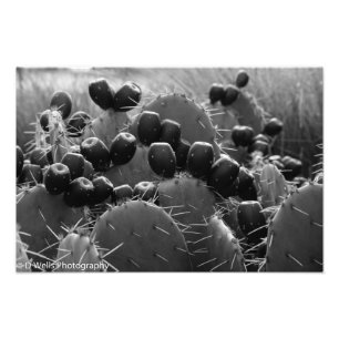 Impression Photo Sucrerie de cactus