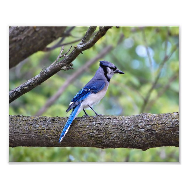 Impression Photo Summer Blue Jay (Devant)