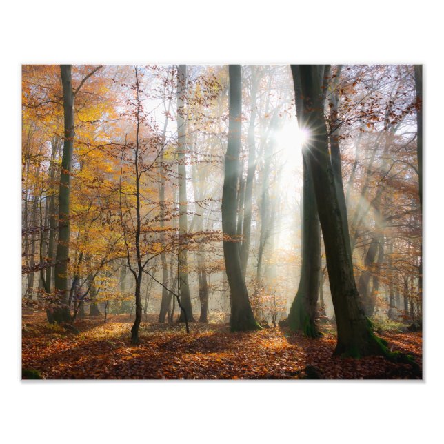 Impression Photo Sun Rays Mystic Misty Forêt Pittoresque - Paperpri (Devant)
