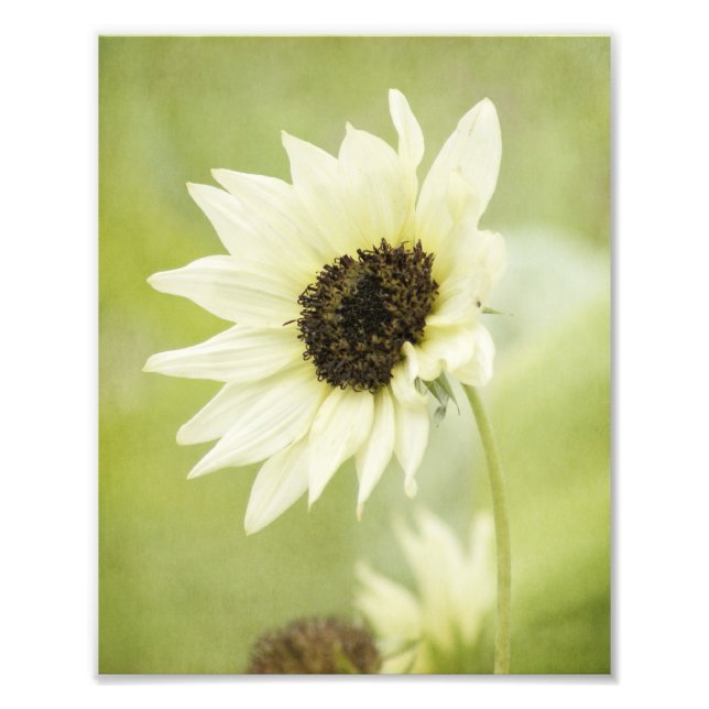 Impression photo Sunflower blanche (Devant)