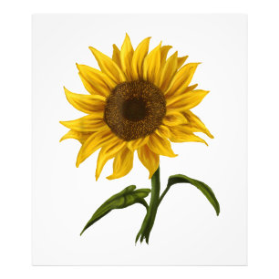 Impression Photo Sunflower Sunshine Floral Aquarelle Fleur