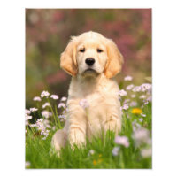 Super Golden Retriever Chien Chien Puppy - Papier