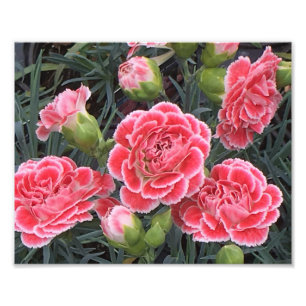 Impression Photo Superbe Dianthus