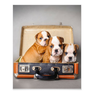 Impression Photo Superbes chiots Bulldog | AMOUREUX DES CHIENS