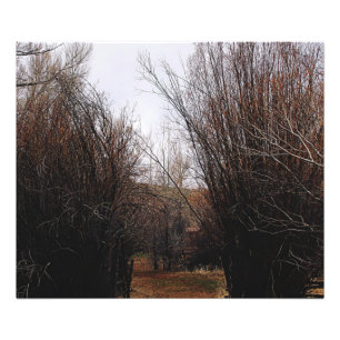 Impression Photo Surcroissance de Bannack en chute libre