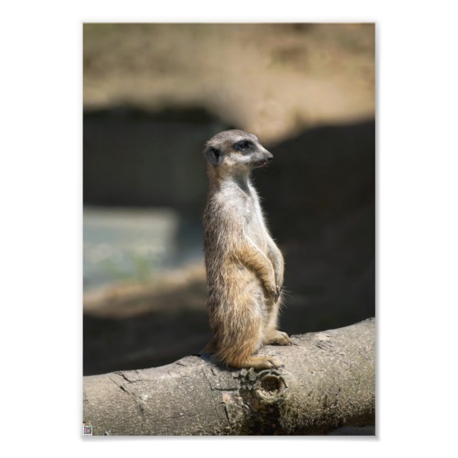 Impression Photo Suricate (Devant)