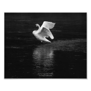 Impression Photo Swan trompette b/w