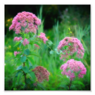 Impression Photo Sweet Joe Pye Weed Fleur sauvage 8x8