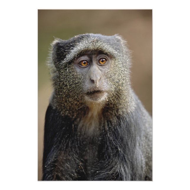 Impression Photo Sykes ou singe bleu, Cercopithecus mitis, (Devant)