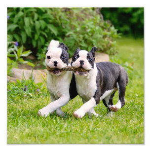 Impression Photo Sympa drôles Boston Terrier chiens chiots jouer -