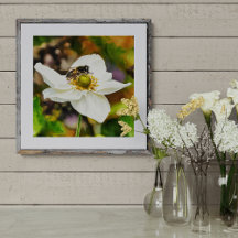 Syrphe sur fleur d'anémone blanche - Pollinisation