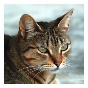 Impression Photo Tabby Cat étonnant FermerPortrait Artistique