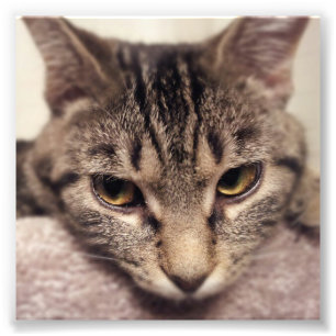 Impression Photo Tabby Cat-Instagram par Shirley Taylor