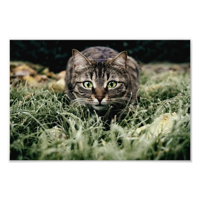 Impression Photo Tabby le chat domestique (Devant)