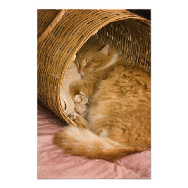 Impression Photo Table orange dormant dans le hamper (Devant)