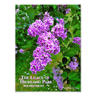 Impression photo (taille exacte) - Lilacs violet H