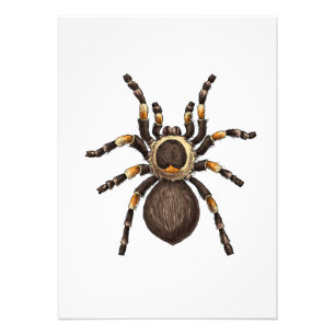 Impression Photo Tarantula