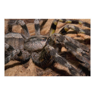Impression Photo Tarantula ornementale indienne