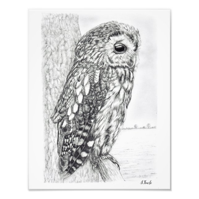 Impression Photo Tawny Owl dessin au crayon (Devant)