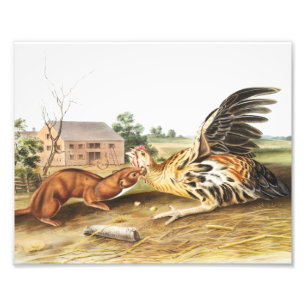 Impression Photo Tawny Weasel (Putorius fuscus) Illustration