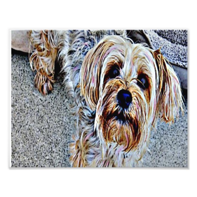 Impression Photo Terrier du Yorkshire (Devant)