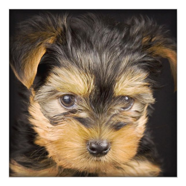 Impression Photo Terrier Puppy du Yorkshire (Devant)
