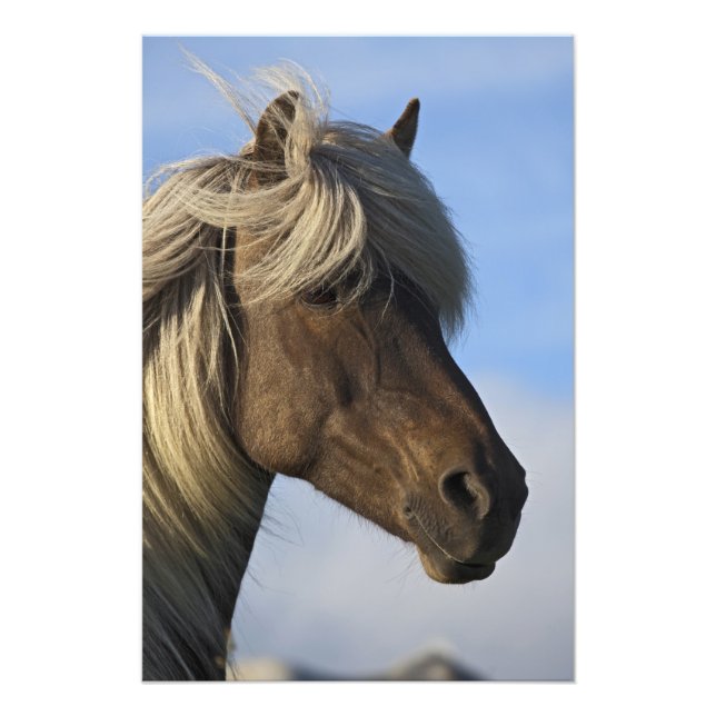 Impression Photo Tête de cheval islandais, Islande (Devant)