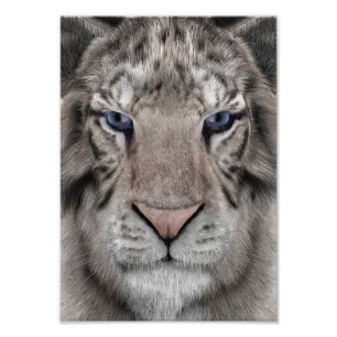 Impression Photo Tête de Tigre Blanc Esthétique Faunique