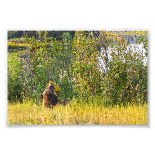 Impression Photo Teton Bear Mange Berries, Wyoming
