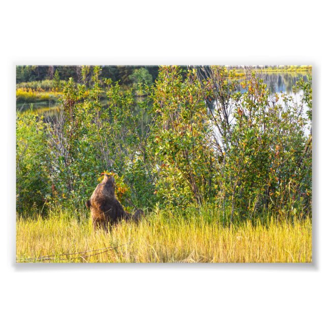 Impression Photo Teton Bear Mange Berries, Wyoming (Devant)
