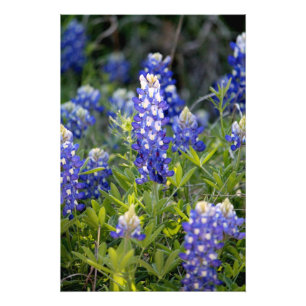 Impression Photo Texas Bluebonnet