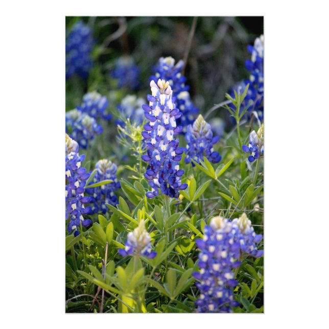 Impression Photo Texas Bluebonnet (Devant)