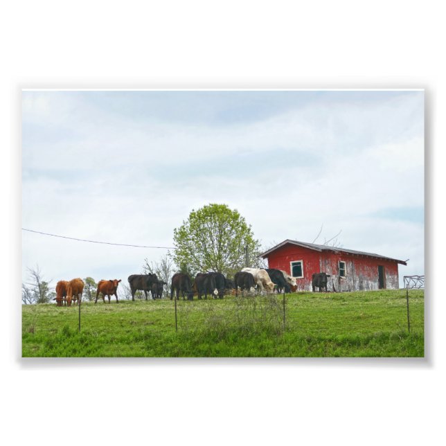 Impression Photo Texas Cattle et Old Red Grange (Devant)